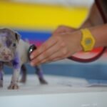 Veterinario cerca de mi