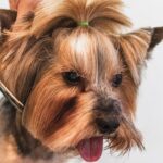 Peluqueríºa canina cerca de mí